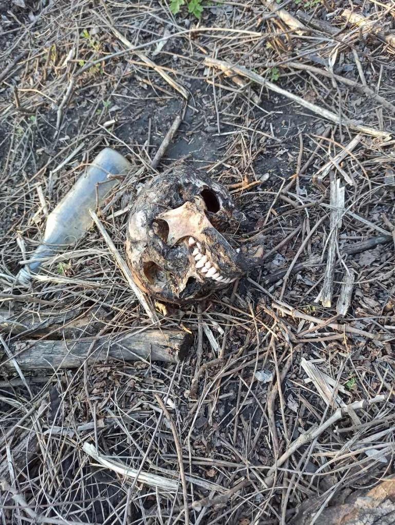 В Каменском в балке нашли человеческий череп