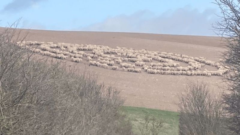 Отара овец по неизвестным причинам водила хороводы