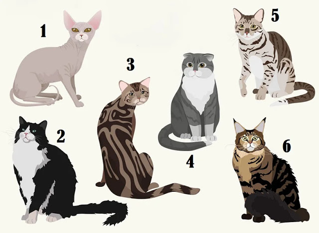Психологический тест: выбери кошку и читай о своем характере