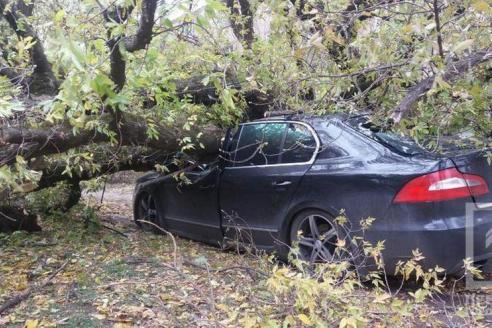 фото http://1tv.kr.ua, дерево упало на автомобиль
