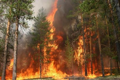 лес горит, фото из открытых источников