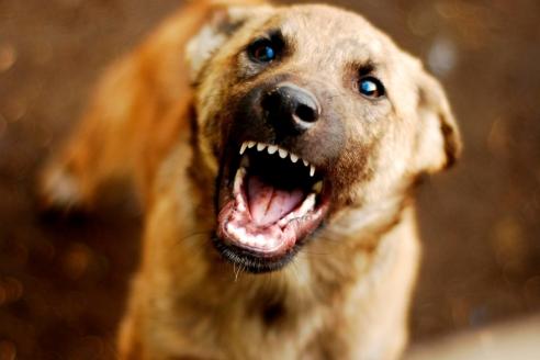 злой пес, фото из открытых источников