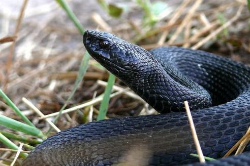 змея, фото из открытых источников