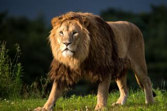 лев, фото из открытых источников