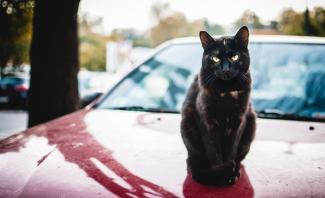 Черный кот на капоте