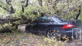 фото http://1tv.kr.ua, дерево упало на автомобиль