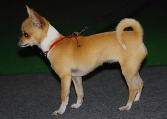 собака породы чихуахуа, фото из открытых источников