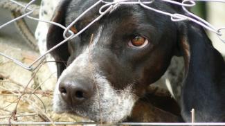 В Украине усилят наказания за жестокое обращение с животными