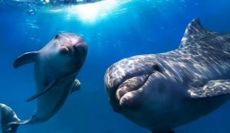 Карантин: дельфины в Одесском порту резвятся у причала
