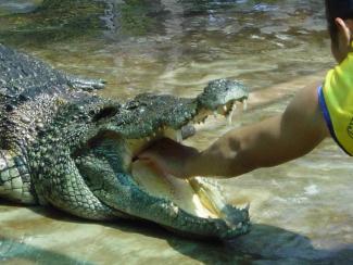 Крокодил съел футболиста