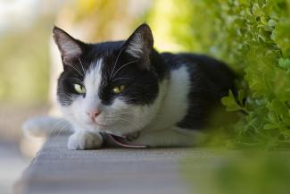 черно-белый кот, фото из открытых источников