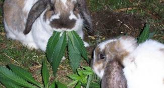 кролики и наркотики