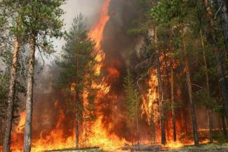 пожар в лесу, фото из открытых источников