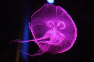 Розовые медузы заполонили воды популярного курорта