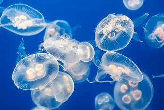 В Азовском море нашествие медуз: вылавливают сетями
