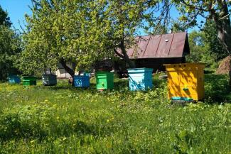 Под Днепром засняли лютого врага пчеловодов