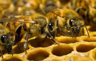 В Днепре​ на жилом доме поселился огромный рой пчёл