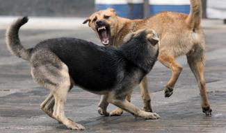 На Днепропетровщине собаки зверски убили друга семьи