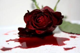 роза в крови, фото из открытых источников