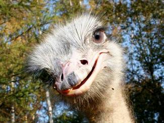 страус, фото из открытых источников
