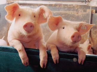 свиньи, фото из открытых источников