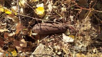 Днепрянин во время прогулки в частном секторе нашел артиллерийский снаряд
