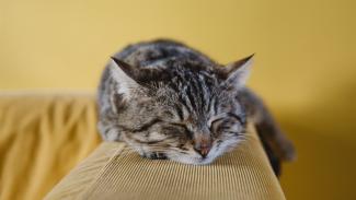 Почему кошки спят почти целый день