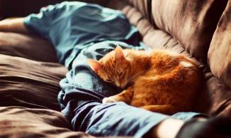 Правда ли, что кошки чувствуют больное место у человека - ученые