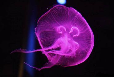 Розовые медузы заполонили воды популярного курорта