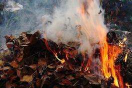 сжигать листья
