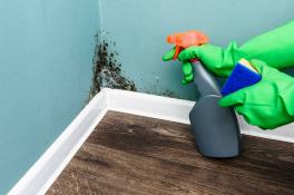 Как убрать плесень в квартире: лучшие способы