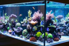Итальянка связала фантастический аквариум из цветной пряжи