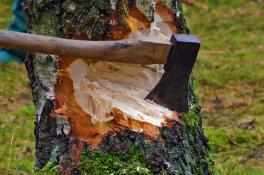 На Днепропетровщине пенсионер вырубал защитные деревья