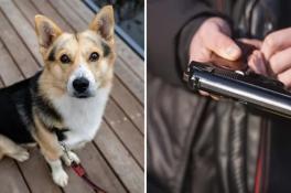 В Кривом Роге мужчина угрожал собаке пистолетом