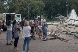 В Днепре упавшее дерево переломало ноги пешеходу: в горсовете прокомментировали инцидент
