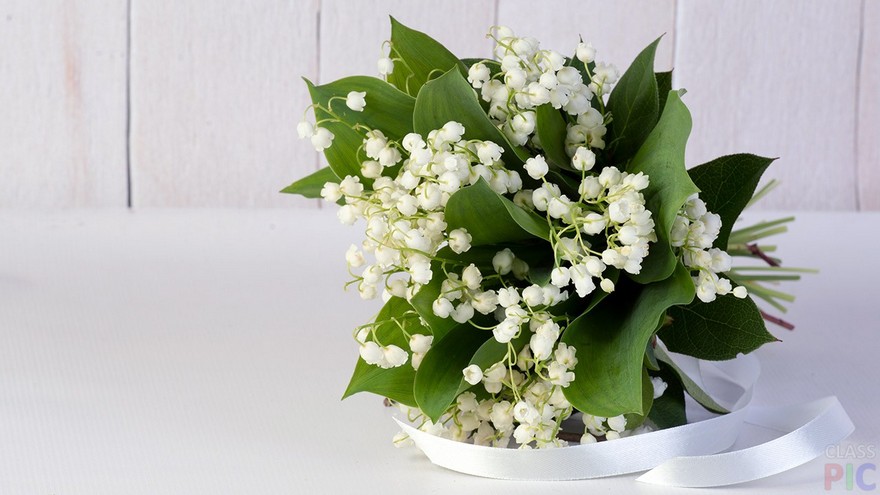 8 марта: какие цветы дарить женщинам по знаку Зодиака