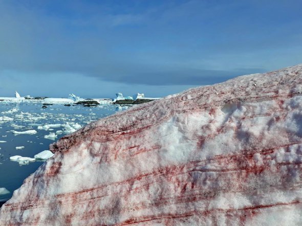 Цветной снег в Антарктиде