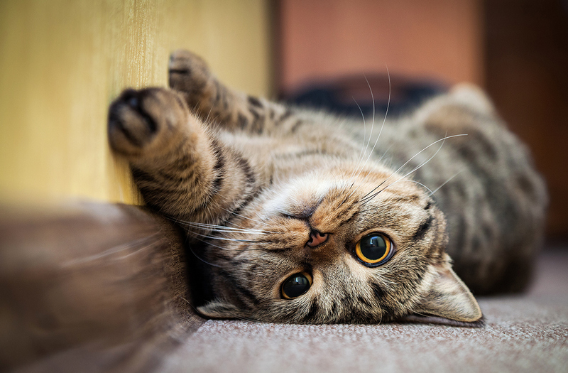 Почему кошки мурчат - ученые