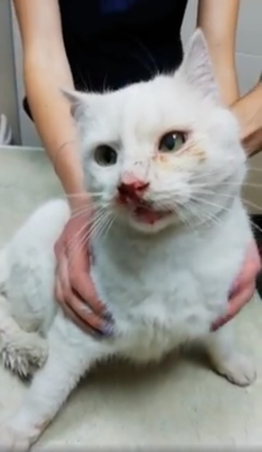 В Днепре спасают пострадавшего от человеческой жестокости котенка