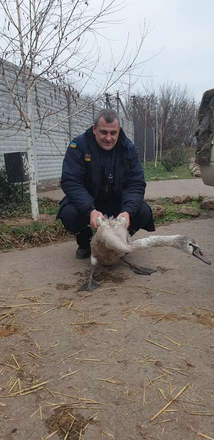 На Днепропетровщине истощенный лебедь пришел за помощью к людям