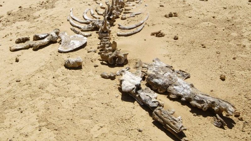 В Египте обнаружили останки неизвестного существа