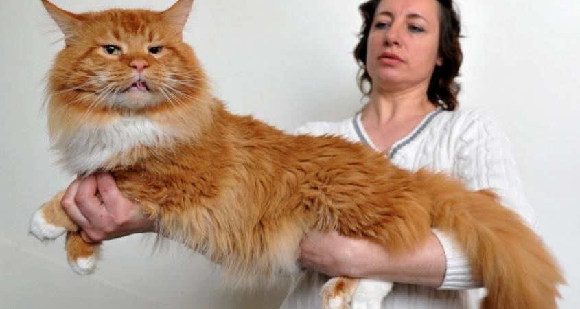 Самый худой кот в мире фото