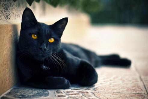 черный кот