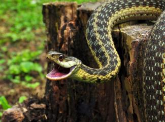 змея, фото из открытых источников