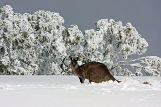 выпал снег