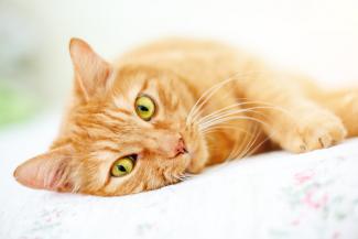 Кошка