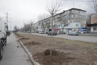 На проспекті Поля у Дніпрі висадять понад 200 молодих дерев