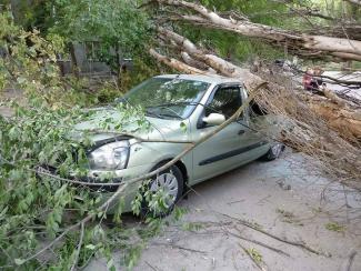 дерево упало, фото https://dp.informator.ua