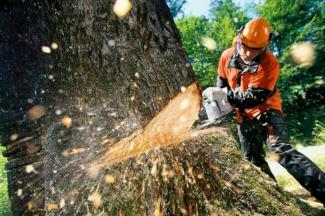 пилить лес, фото из открытых источников