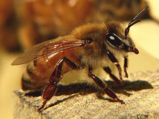 пчела, фото из открытых источников